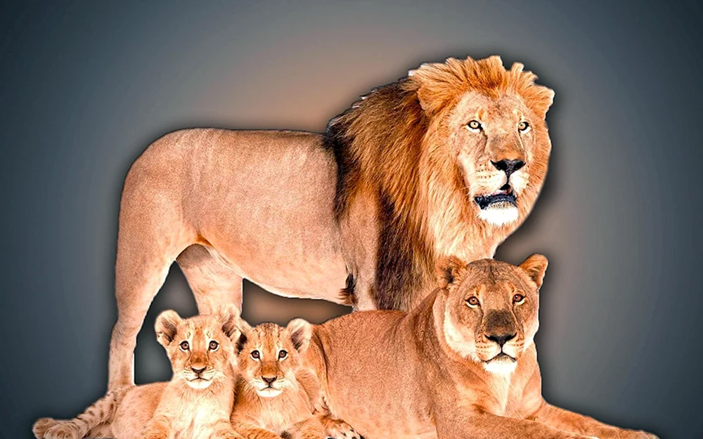 Löwenlöwin und Löwenjunges Familie