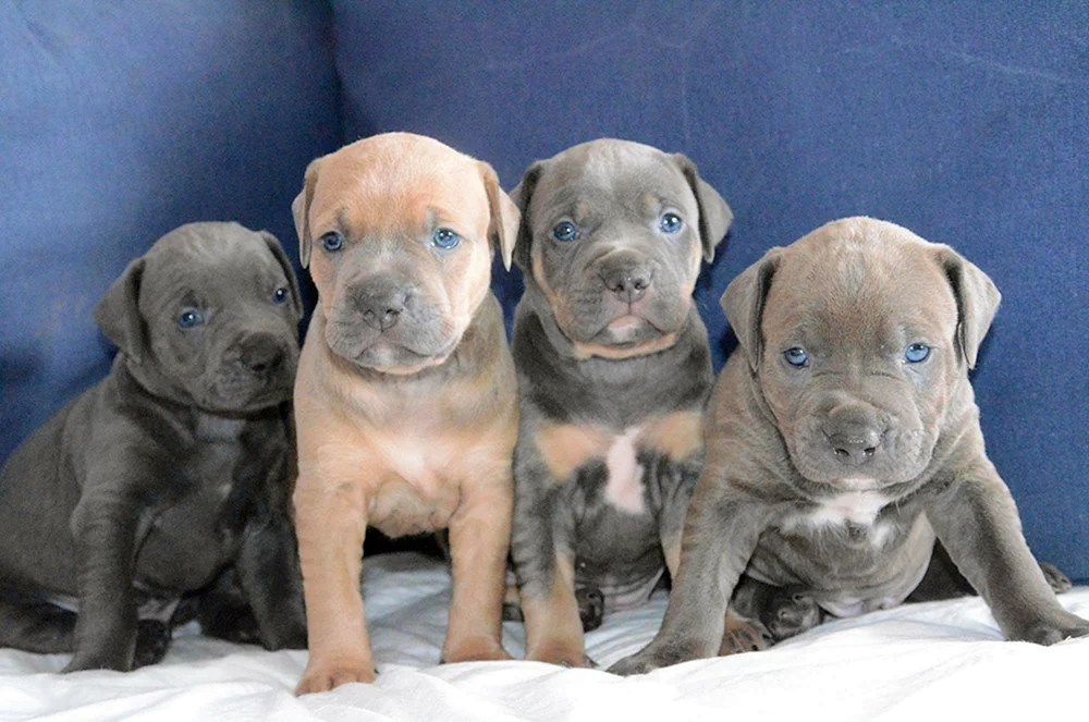 Amerikanischer Pit Bull Terrier chocolate