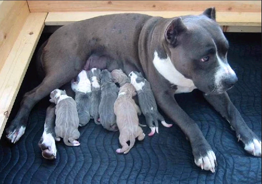Staffordshire Bullterrier