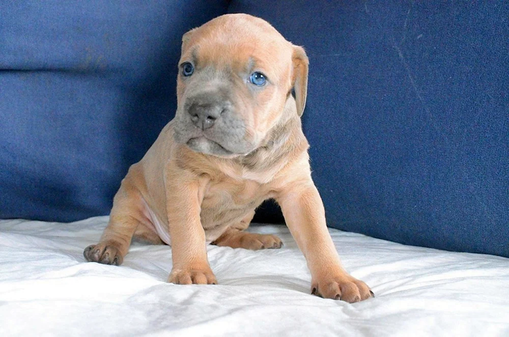 Pit Bull Praeter