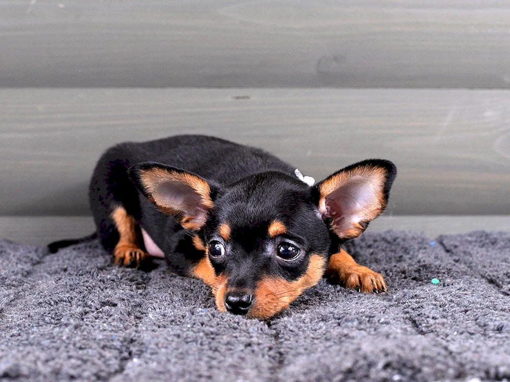 Yorkshire Terrier