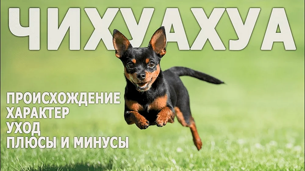 Chihuahua