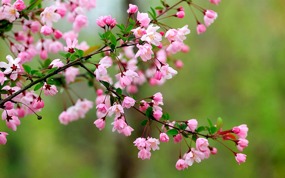 Schöner Frühling