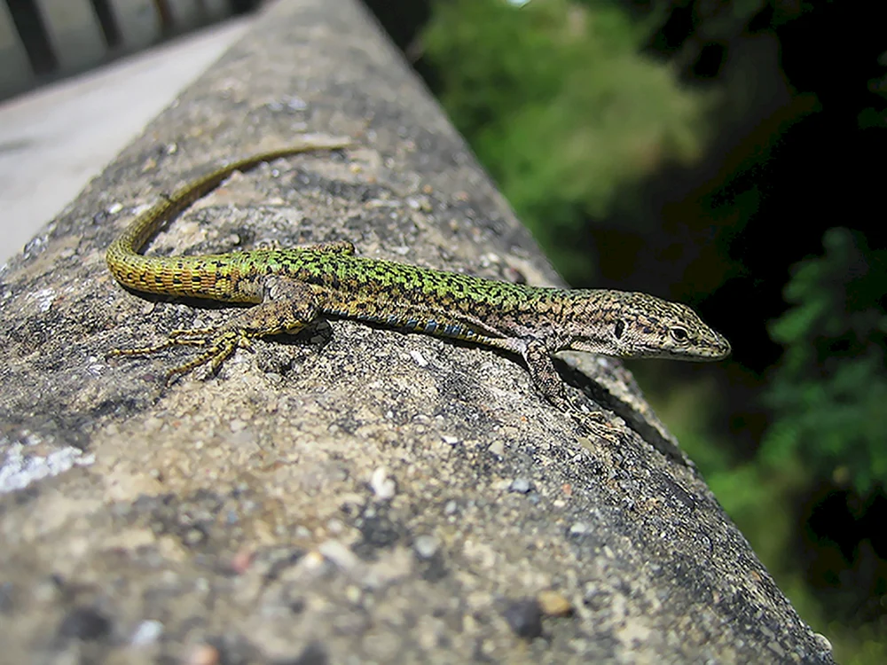 Kragenleguan