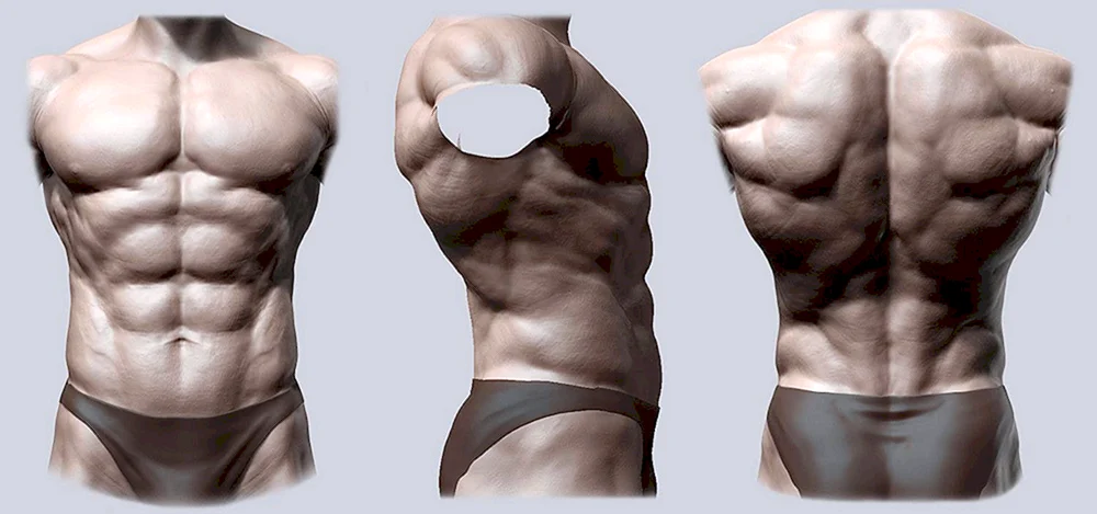 Rücken Referenz Torso