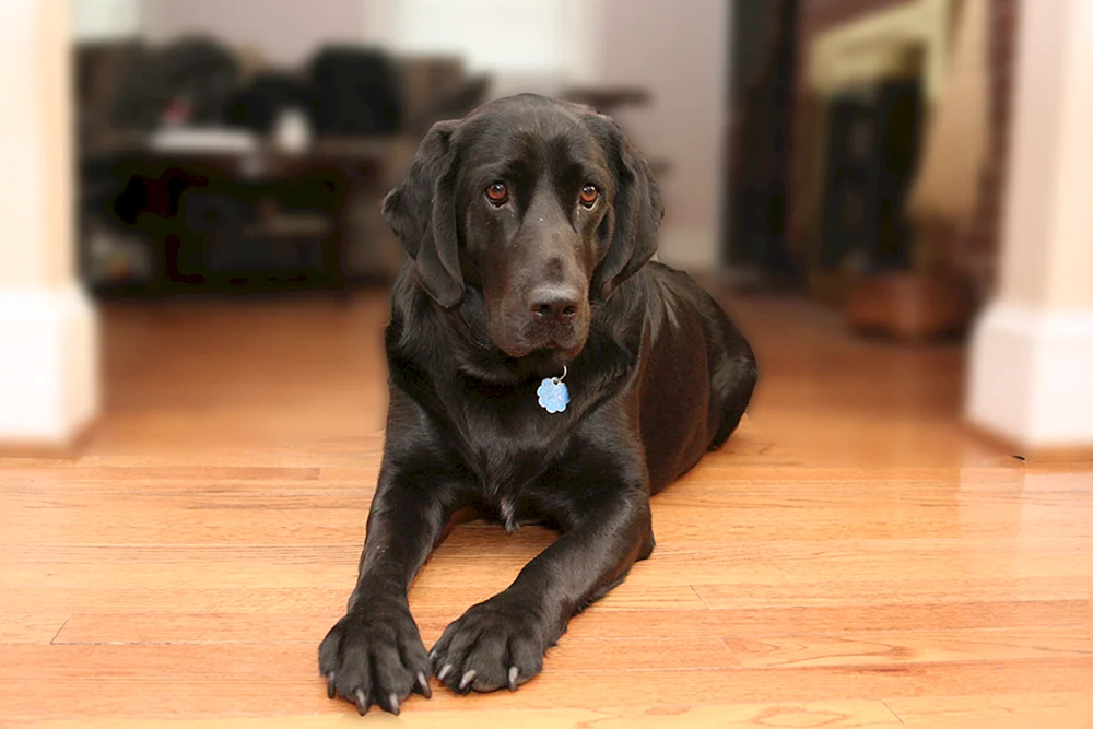 Labrador Retriever schwarz