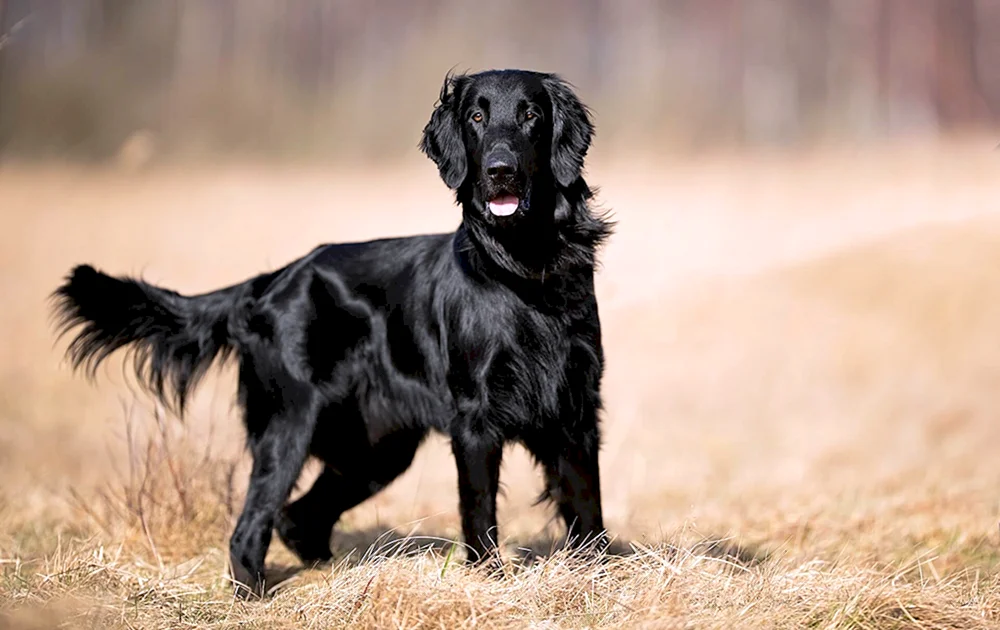 Labrador Retriever schwarz