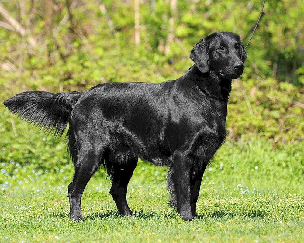 Labrador Retriever flachhaarig Schwarz