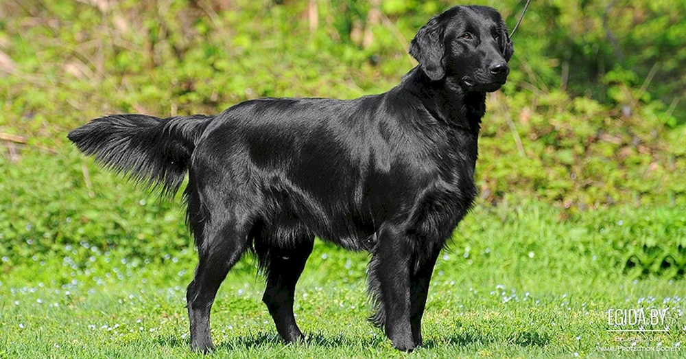 Glatthaar Retriever schwarz