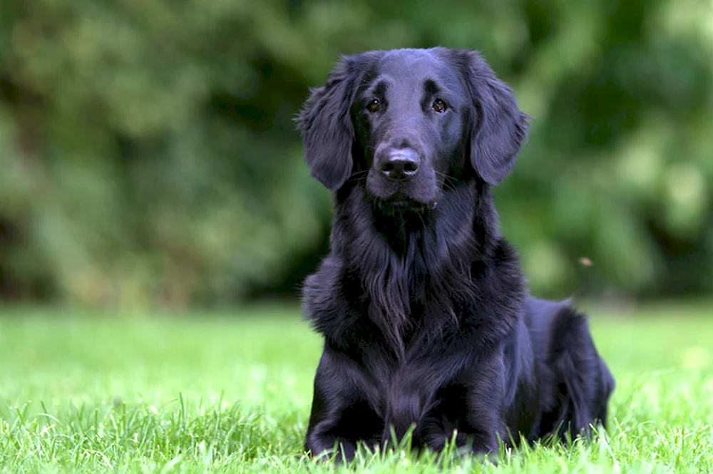 Labrador Retriever rauhaarig