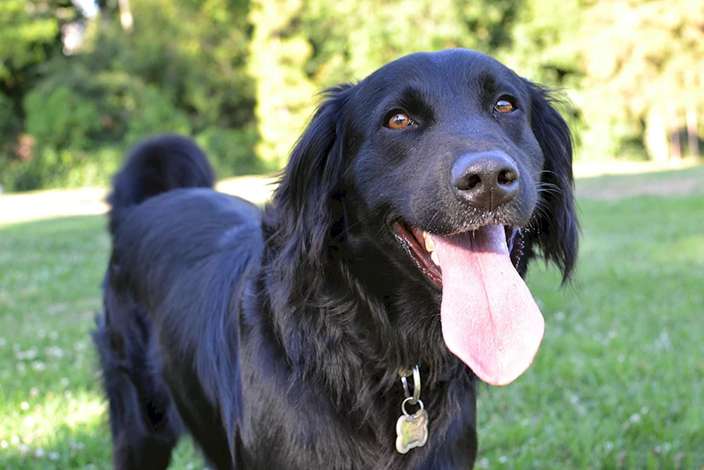 Labrador Retriever rauhaarig