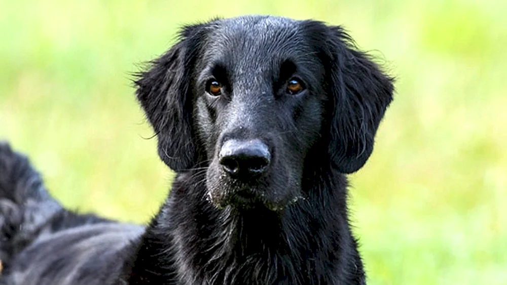Labrador schwarz glatt-haarig Retriever flach