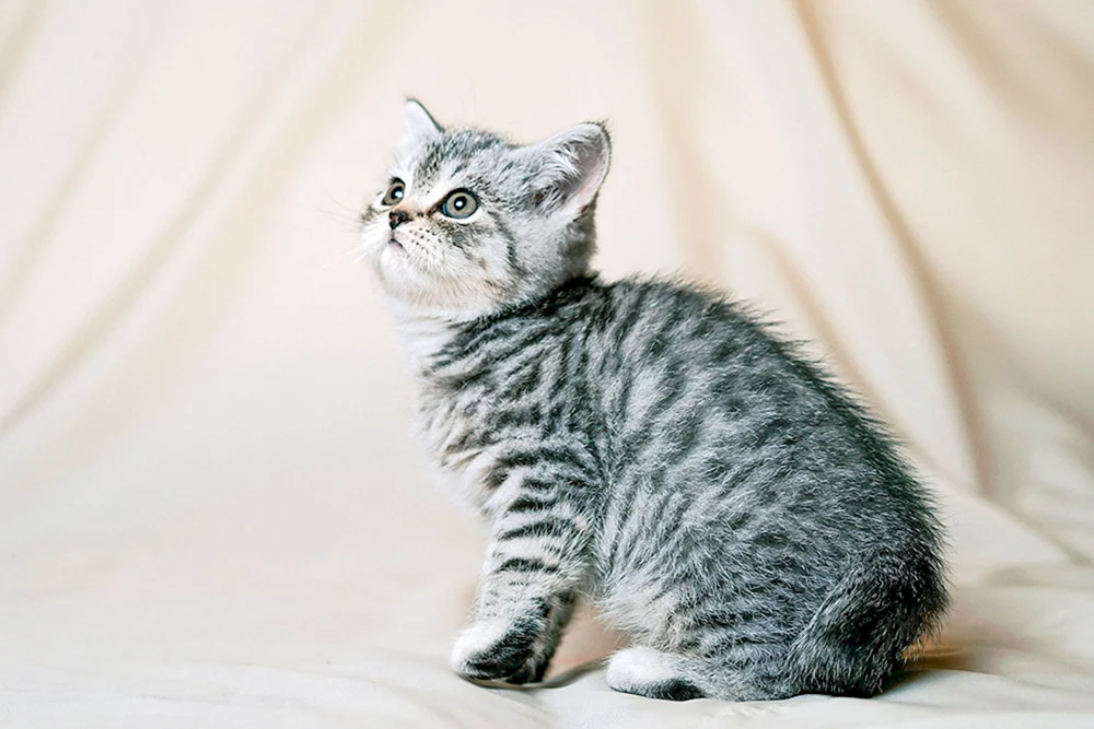 Britisch Kurzhaar Katze gestromt
