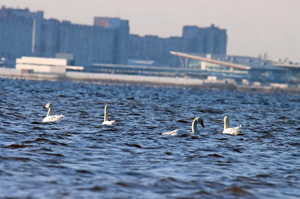 Vögel von St. Petersburg