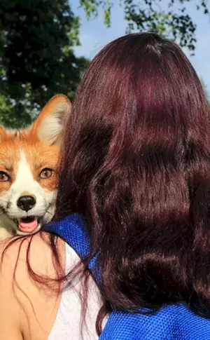 Fuchsfrisur