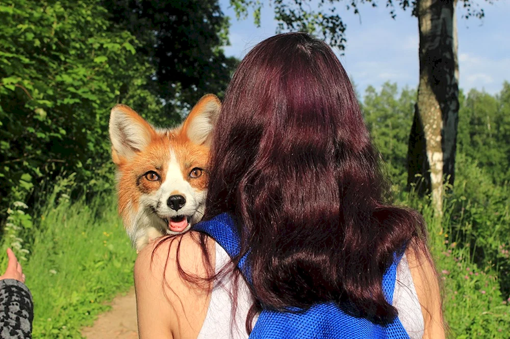 Fuchsfrisur