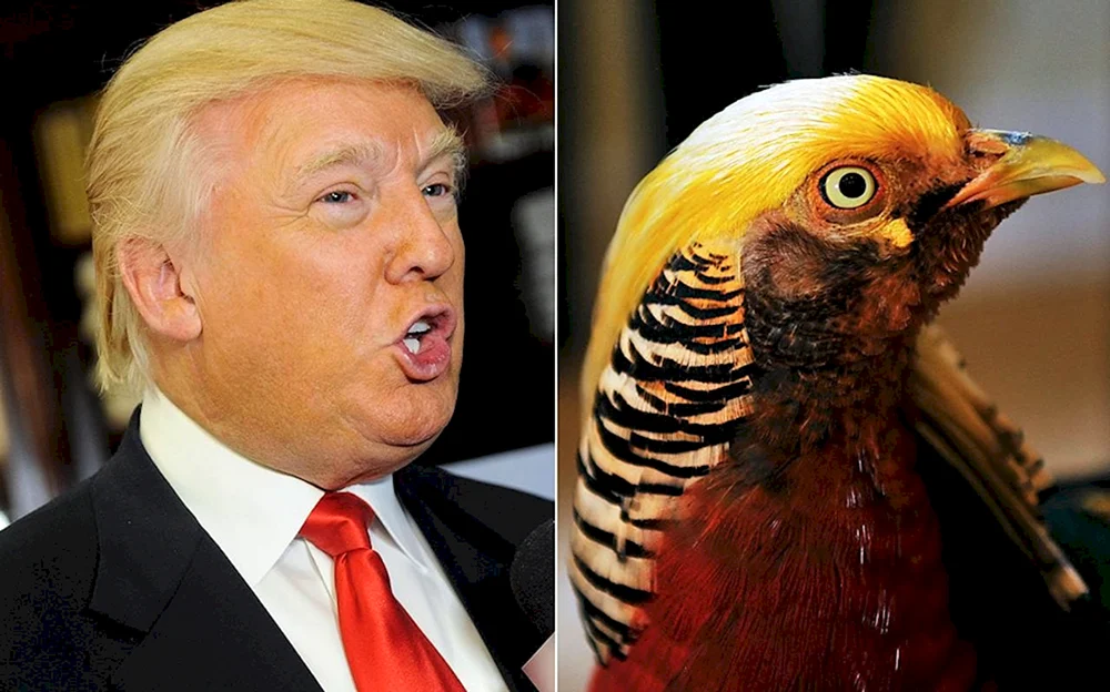 Russischer Schopfhahn