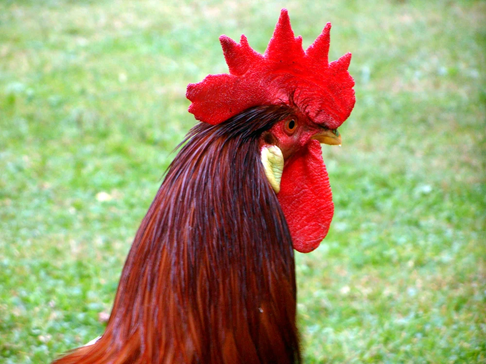 Golden White Crested Rasse.