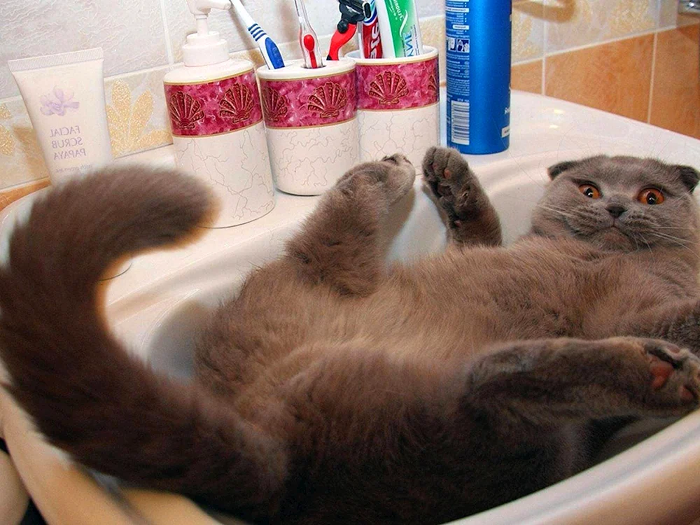Baden einer roten Katze Bild