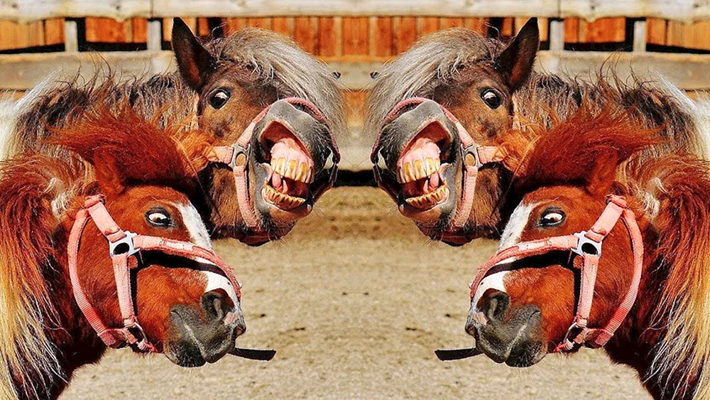 Pferd