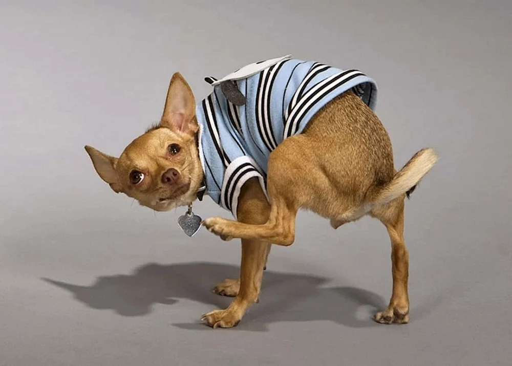 Süße Chihuahuas