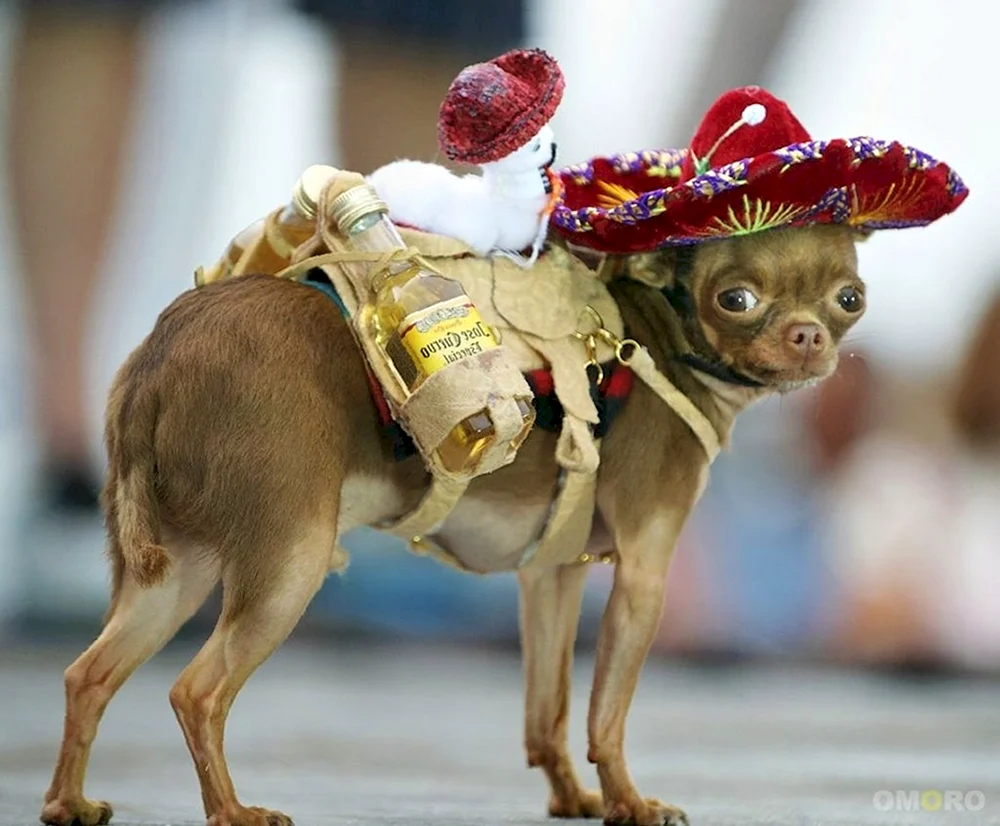 Lustig Chihuahua