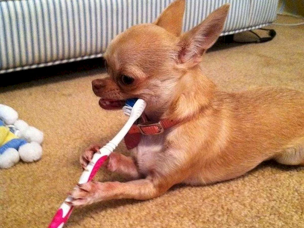 ein wütender Chihuahua Chihuahua