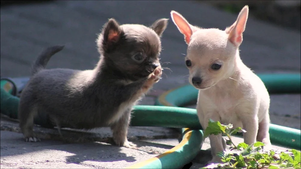 Chihuahua mini böse