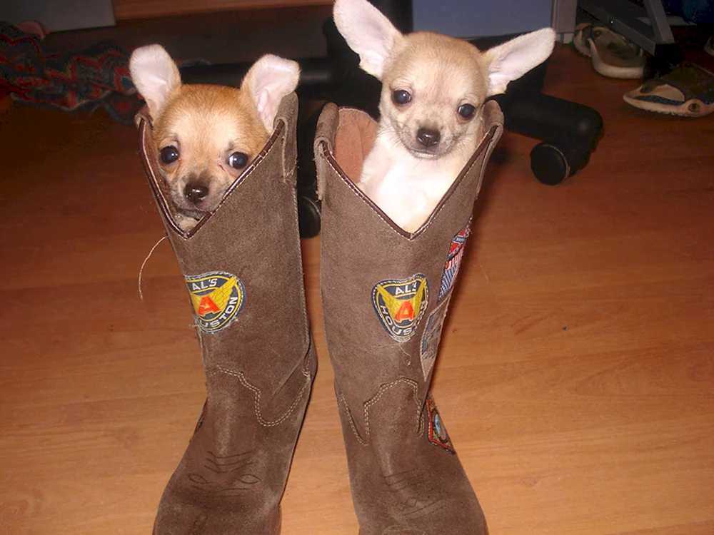 Paris Hilton's Hund