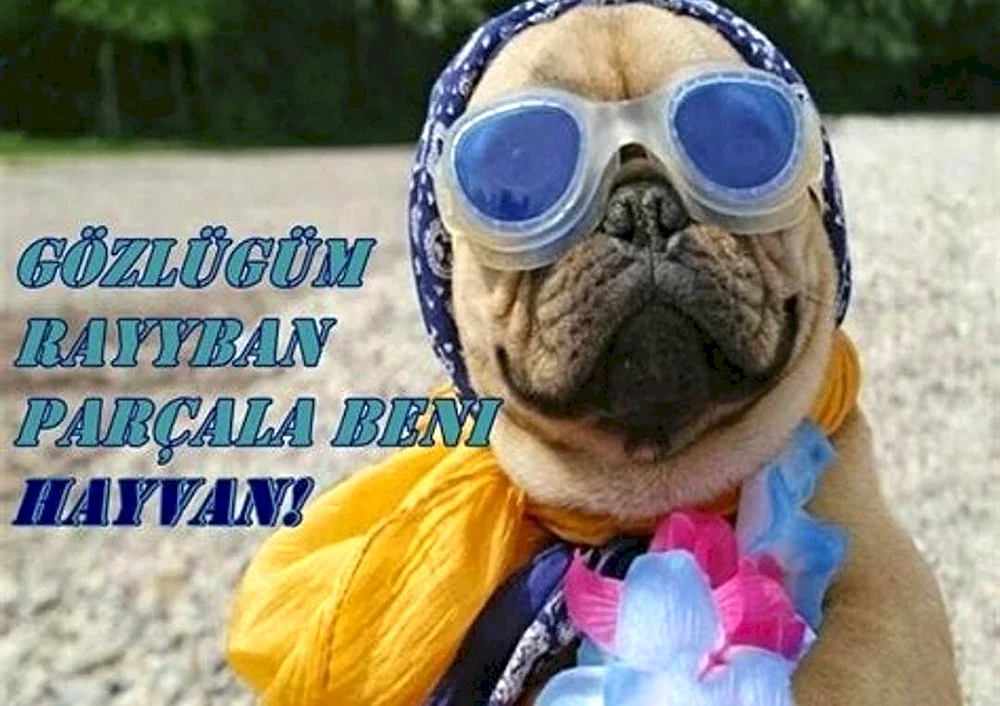 Tiere