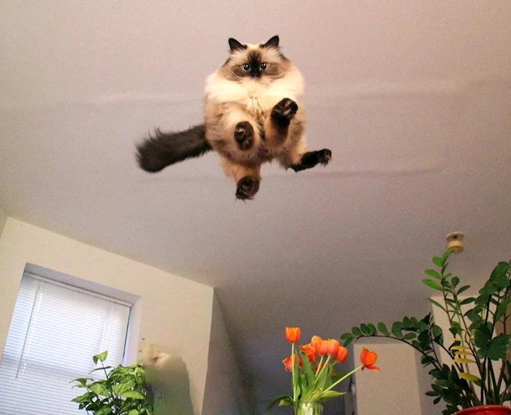 Katzen lustig