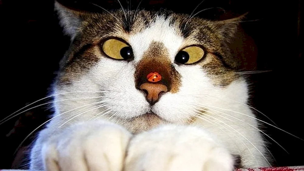 Katzen lustig