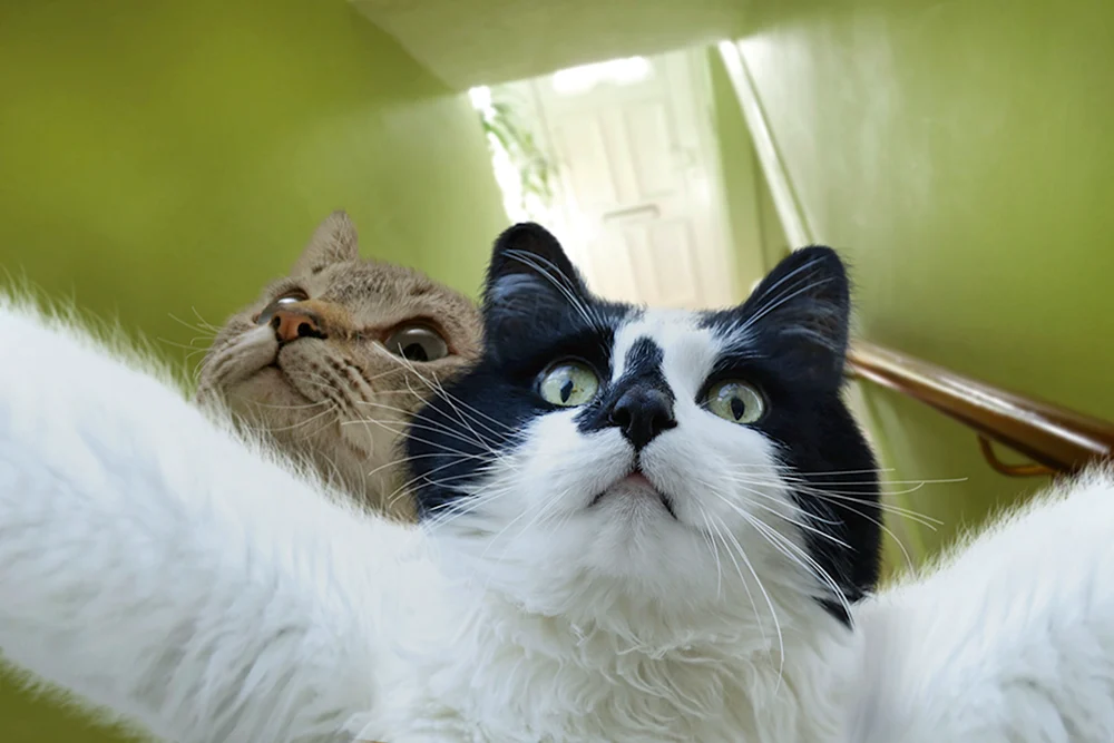 Katzen lustig