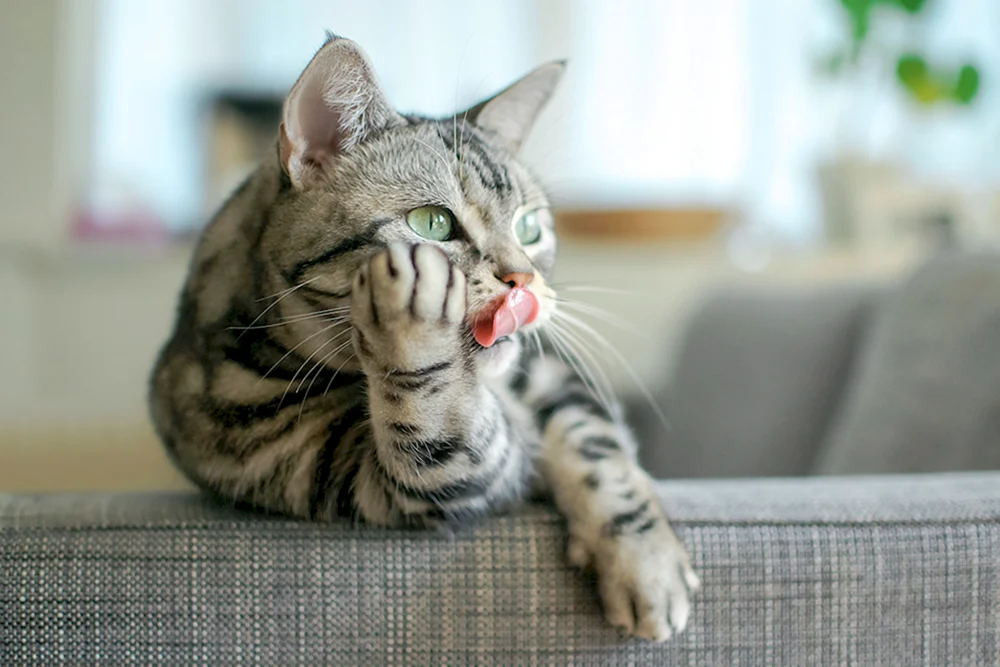Katze gelangweilt