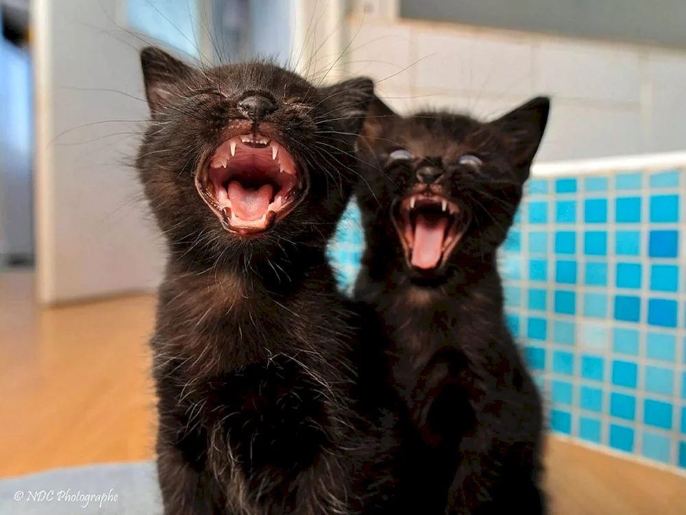 Gefangene Katze