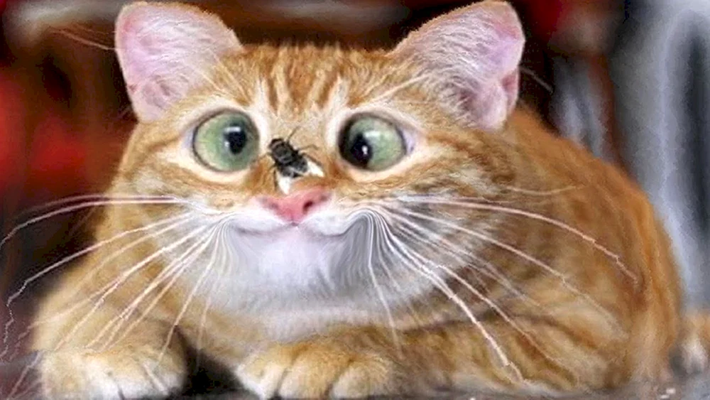Katzen lustig