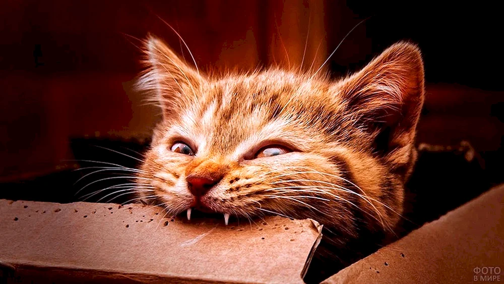 Katzen lustig