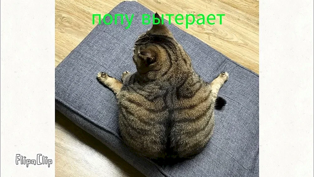 Katzenweiches Haus mit einem Muster