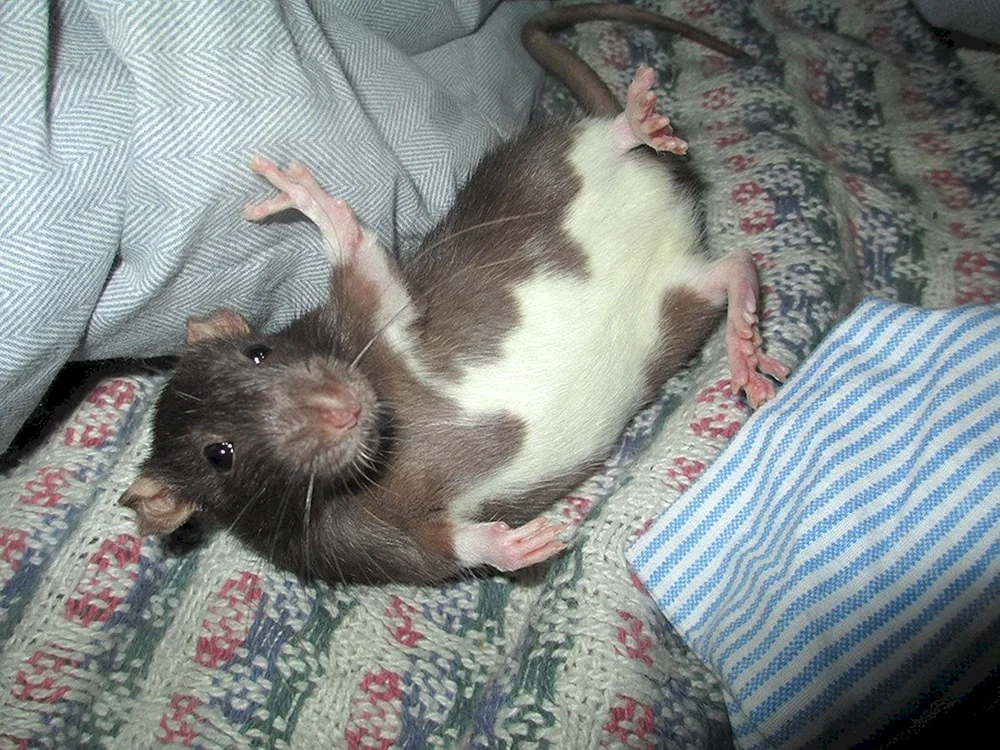 Lustige Ratten