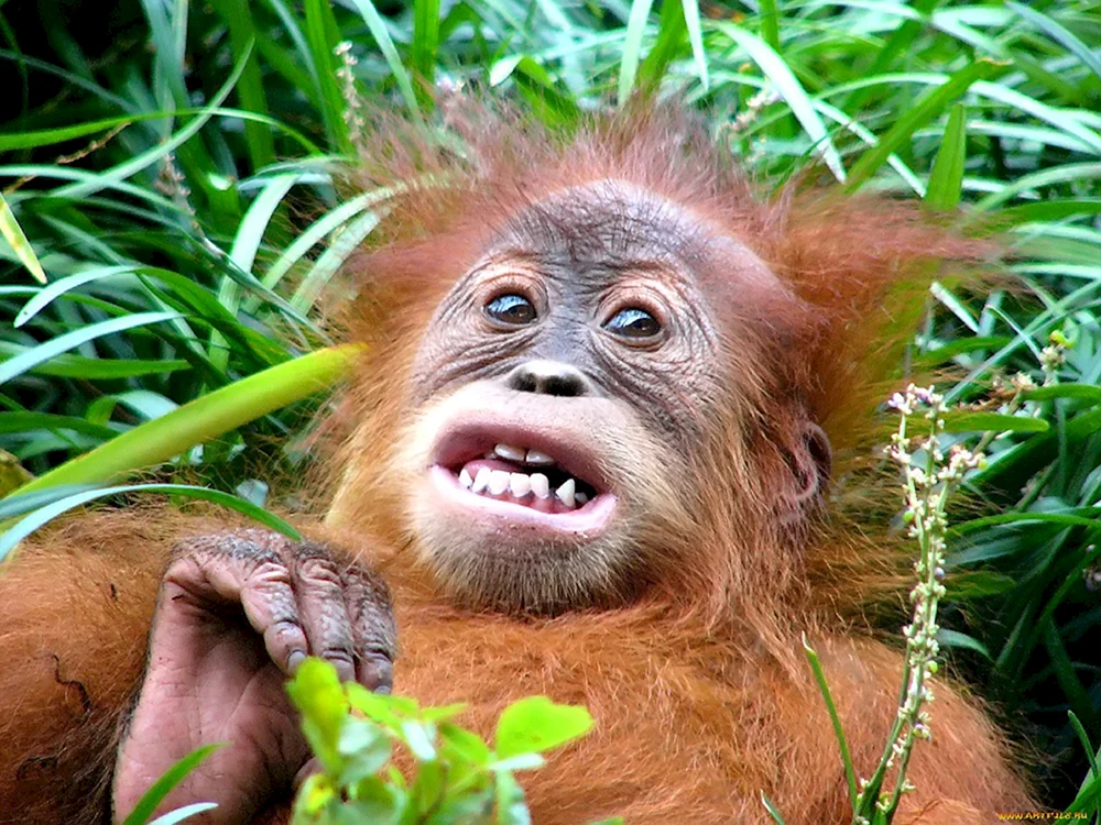 Gorilla-Affe