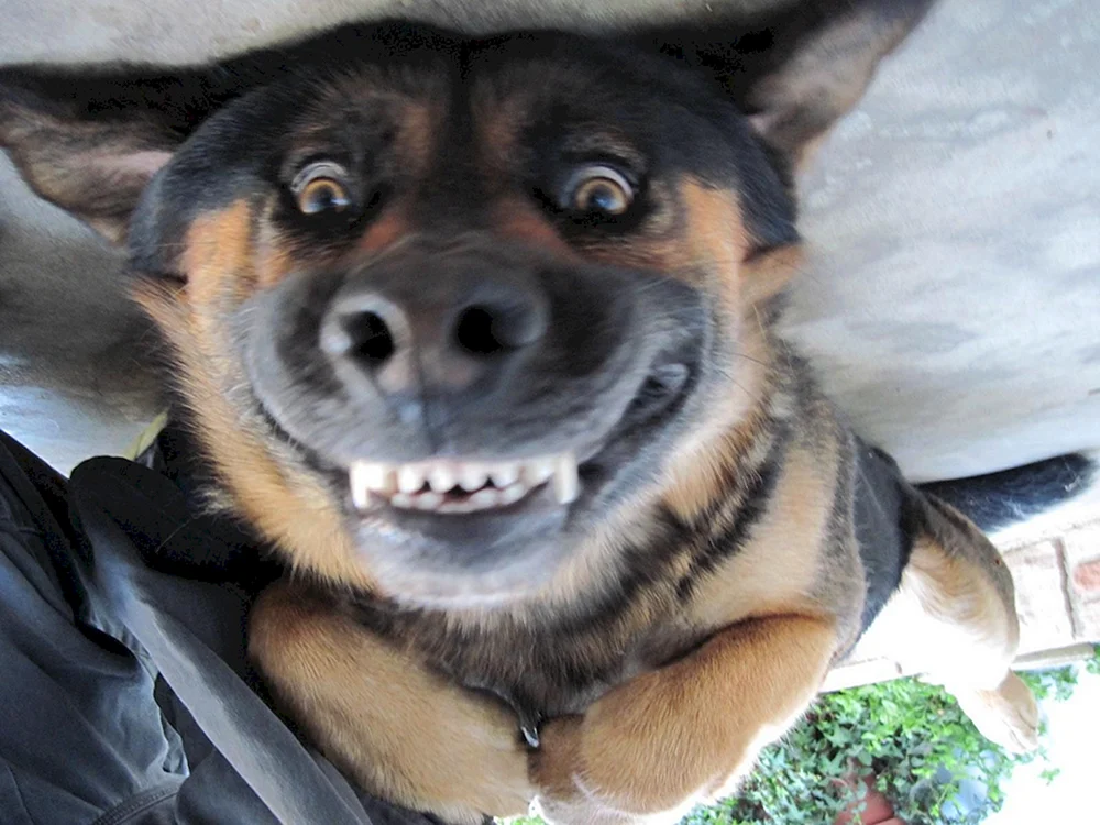 Smiling Hund