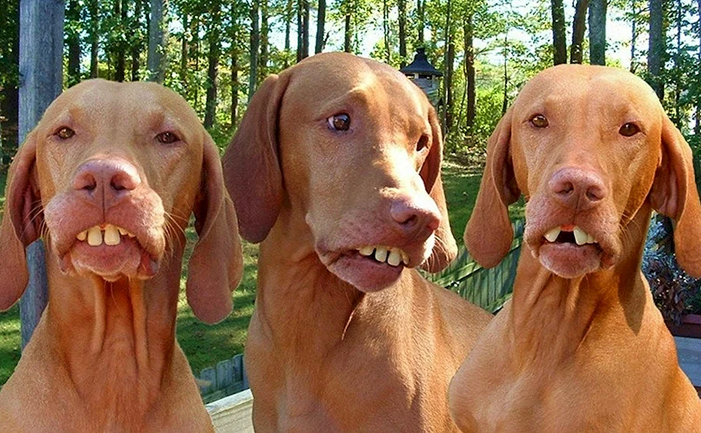 Lustige Hunde