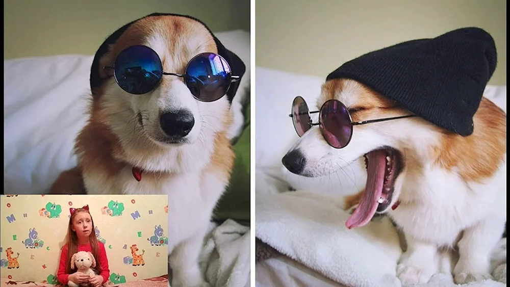 Welsh Corgi