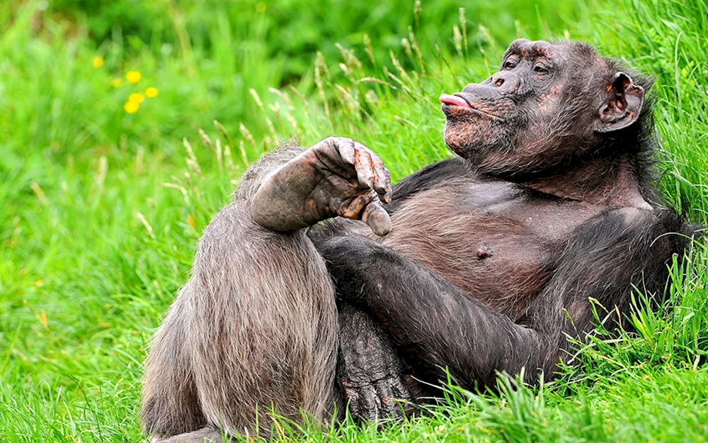 Makaken-Affen-Gorilla
