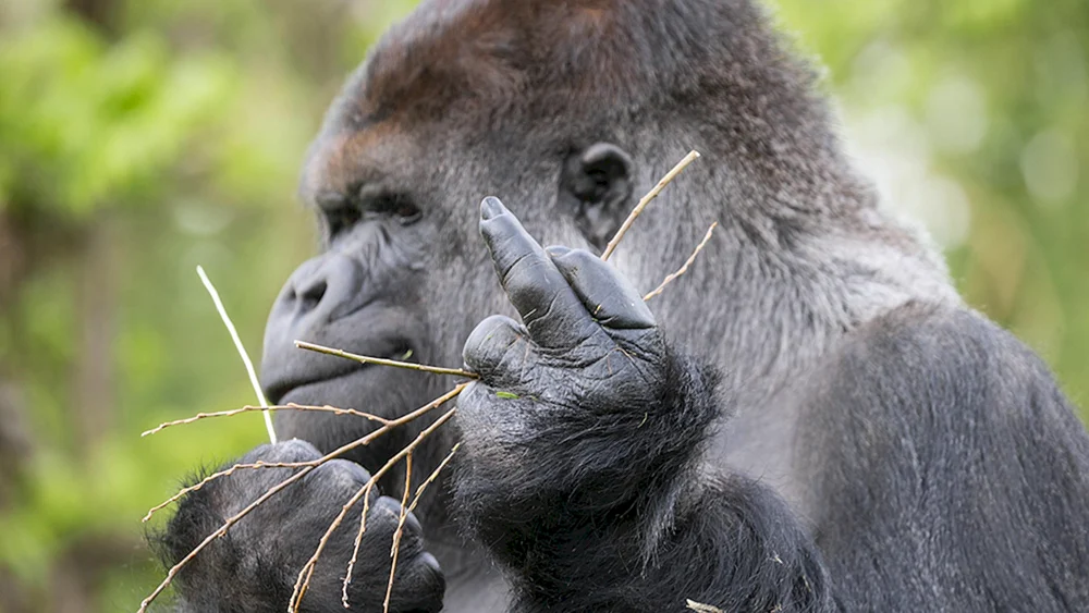 Lustige Tiere