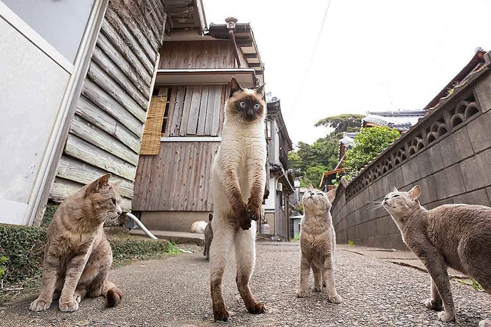 Putzige Tiere