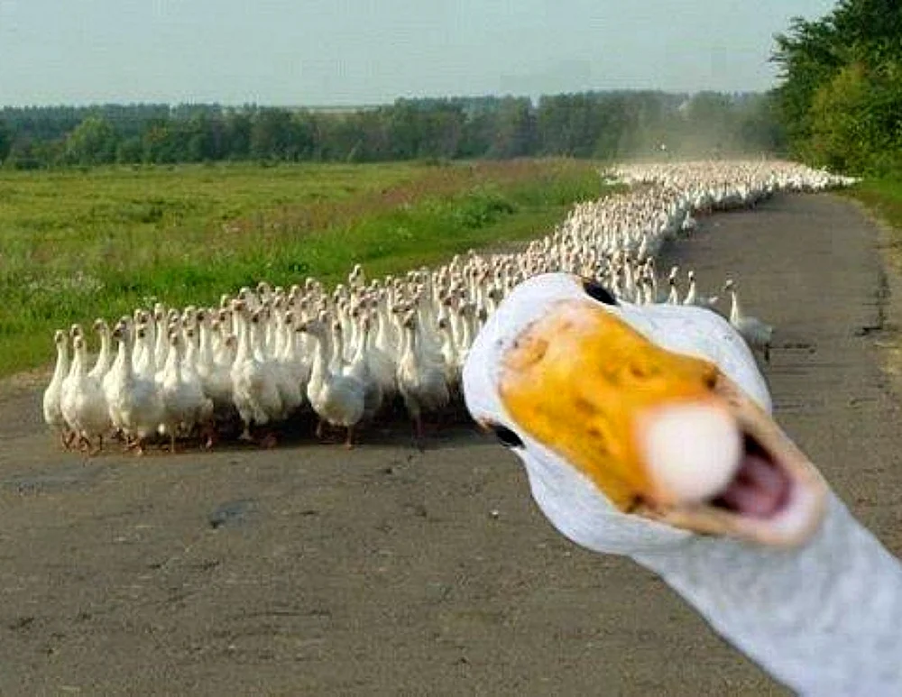 Lustige Gans