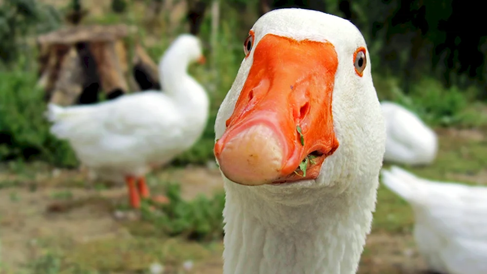Pfeifende Gans Ente