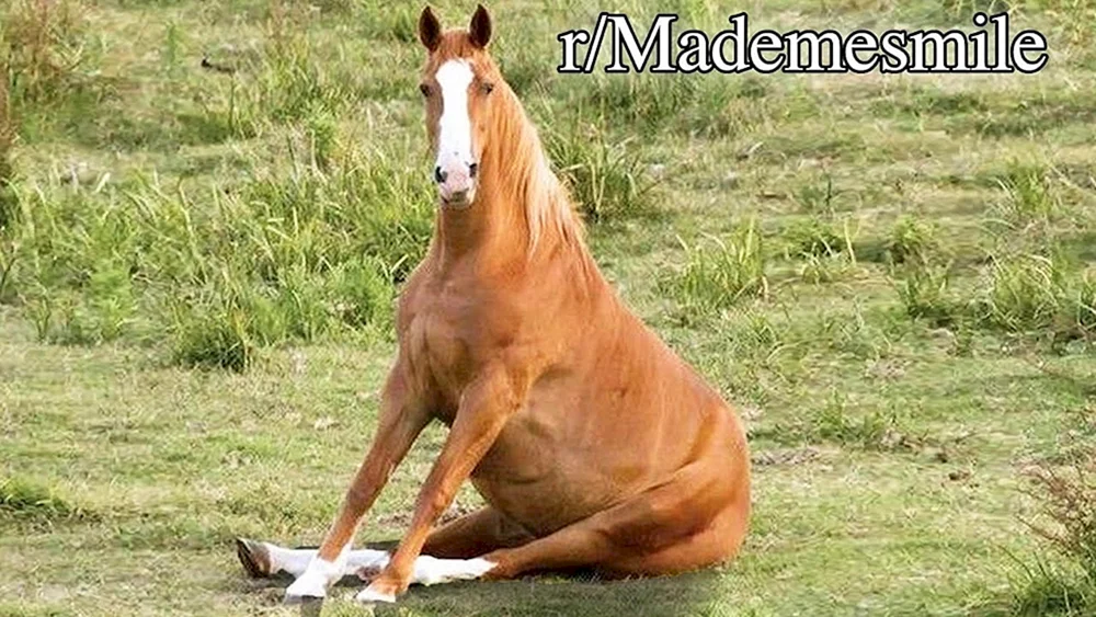 Lustiges Pferd