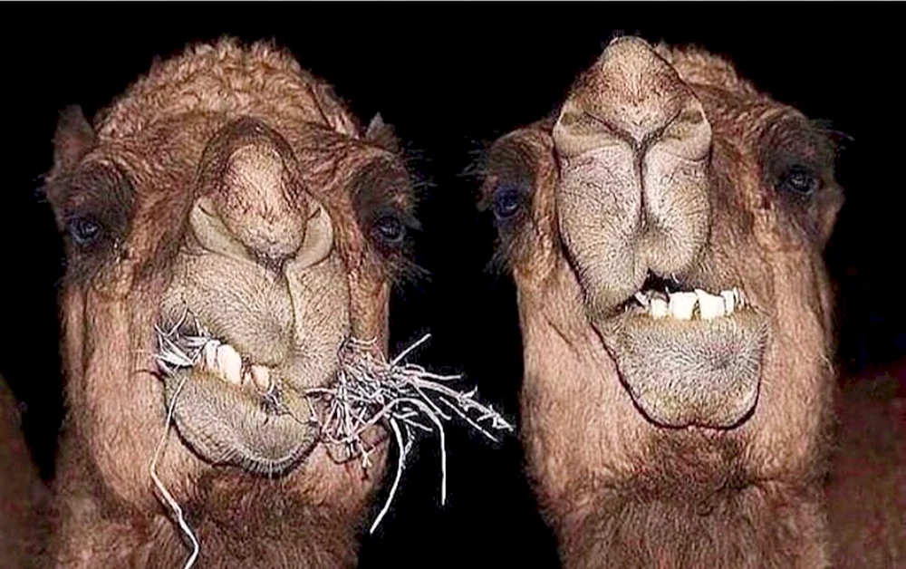 Kamel